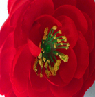 कृत्रिम अशुद्ध सिल्क रियल टच व्यास 10 सेमी चाय गुलाब फूल सिर